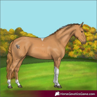 Horse Color:Chestnut Tobiano Rabicano