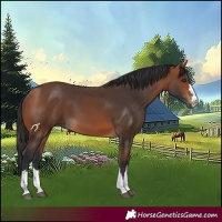 Horse Color:Bay 