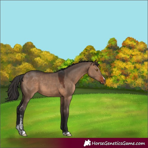Horse Color:Brown Dun Sabino 