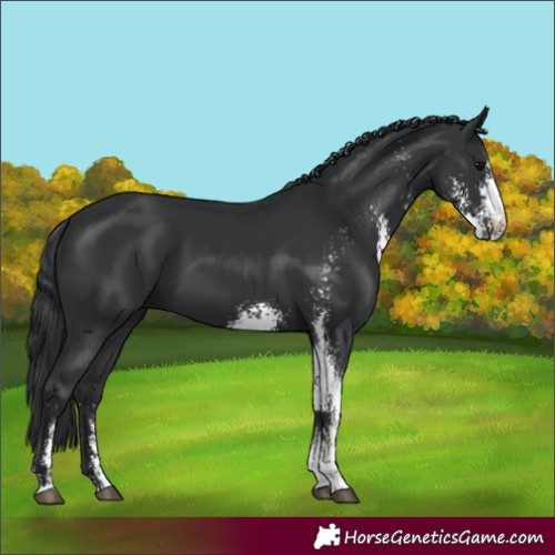 Horse Color:Black Sabino 