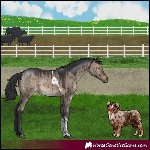 Horse Color:Brown Dun Tobiano Rabicano Brindle 