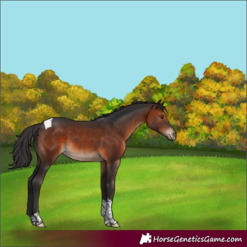 Horse Color:Brown Tobiano 