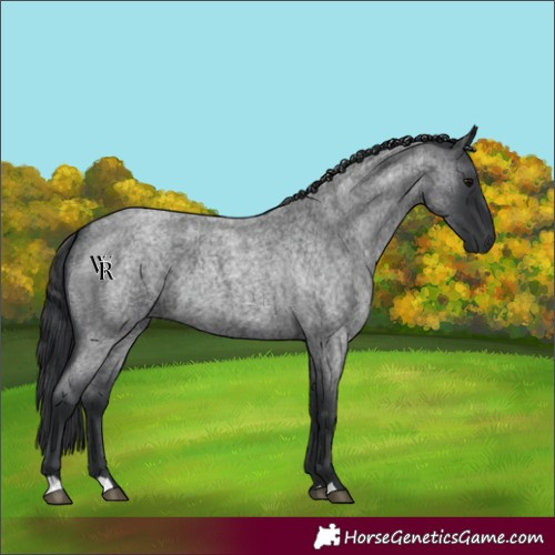 Horse Color:Blue Roan