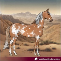 Horse Color:White Spotted Chestnut 