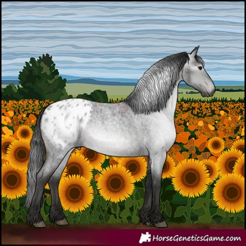 Horse Color:Gray Blue Roan Appaloosa 