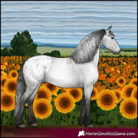 Horse Color:Gray Blue Roan Appaloosa 