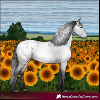 Horse Color:Gray Blue Roan Appaloosa 