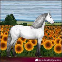 Horse Color:Gray Blue Roan Appaloosa