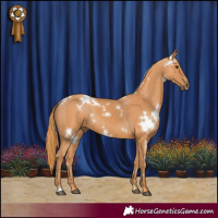 Horse Color:White Spotted Chestnut 