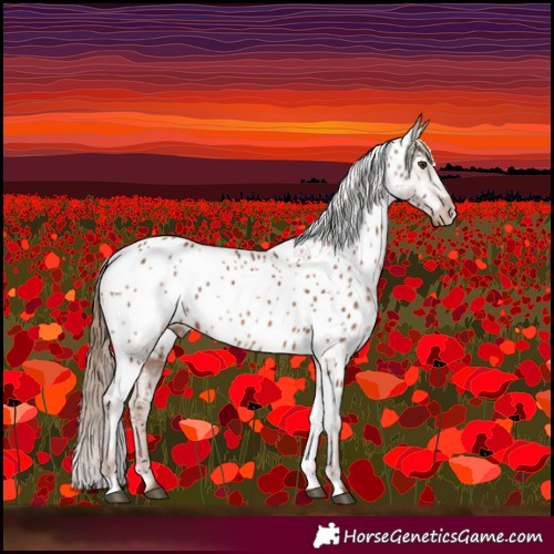 Horse Color:Chestnut Near Leopard 