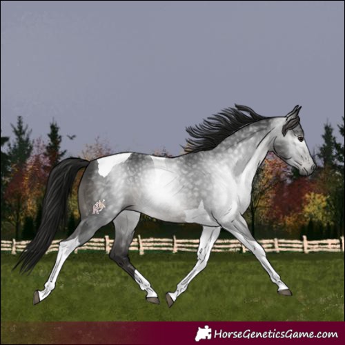 Horse Color:Gray Black Tobiano 