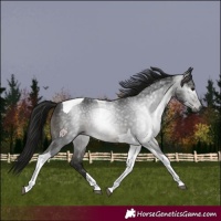 Horse Color:Gray Black Tobiano 