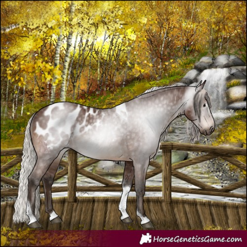 Horse Color:Gray Silver Bay Tobiano Appaloosa 