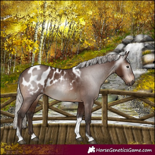 Horse Color:Gray Silver Bay Tobiano Appaloosa