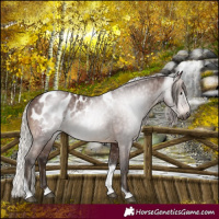 Horse Color:Gray Silver Bay Tobiano Blanket 