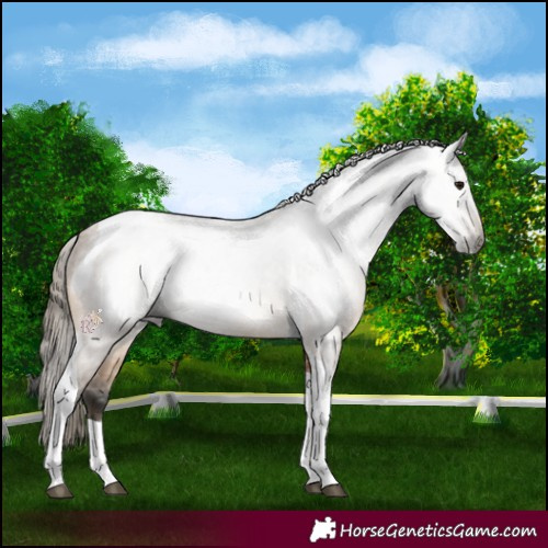 Horse Color:Gray Buckskin Tobiano Varnish 