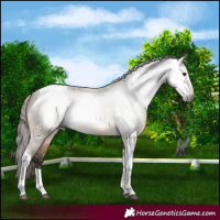 Horse Color:Gray Buckskin Tobiano Appaloosa