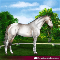 Horse Color:Gray Buckskin Tobiano Appaloosa