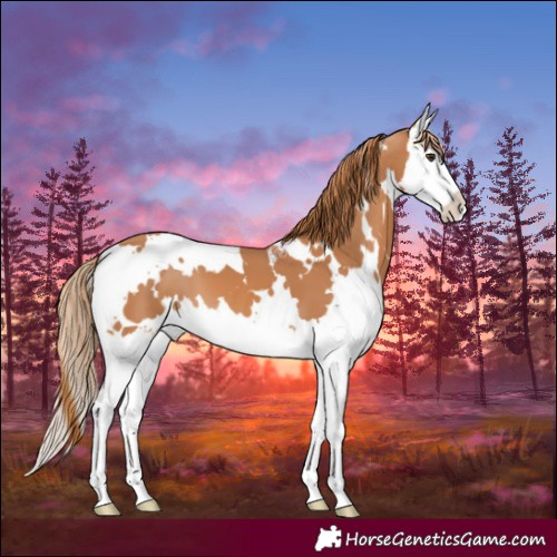 Horse Color:White Spotted Chestnut Splash 