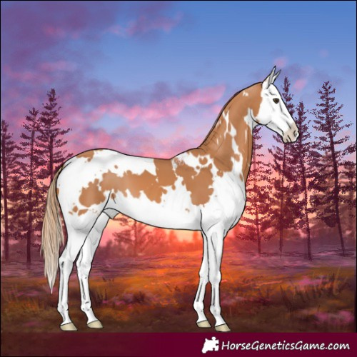 Horse Color:White Spotted Chestnut Splash 