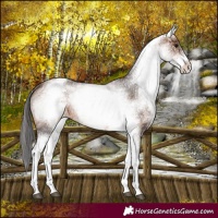 Horse Color:White Spotted Brown