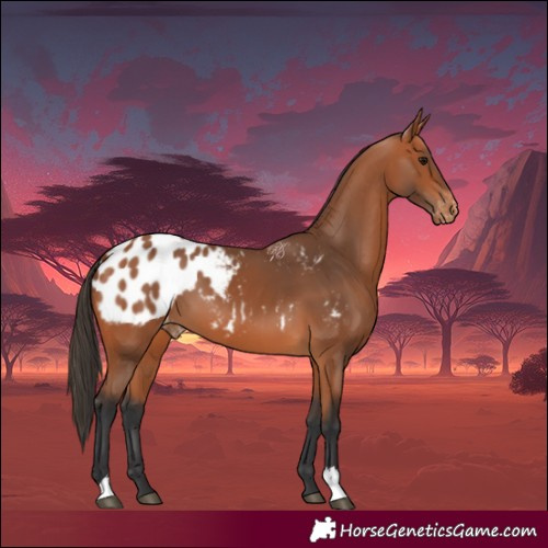 Horse Color:Bay Blanket 