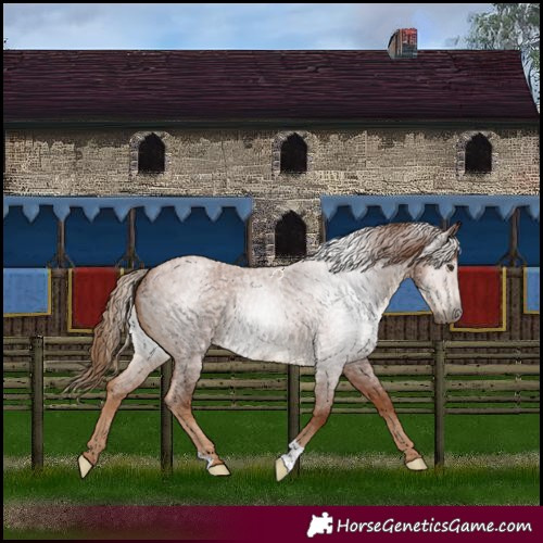 Horse Color:Gray Red Roan Appaloosa 
