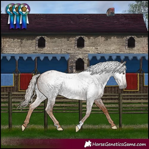 Horse Color:Gray Red Roan Appaloosa 