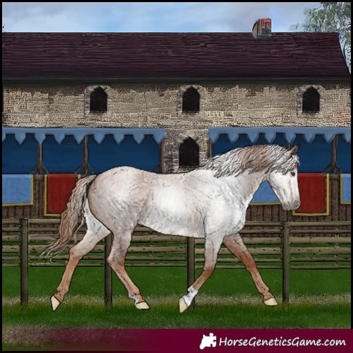 Horse Color:Gray Red Roan Appaloosa 