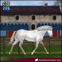 Horse Color:Gray Red Roan Appaloosa