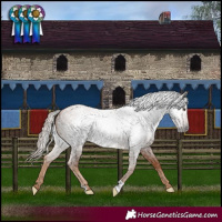 Horse Color:Gray Red Roan Appaloosa 
