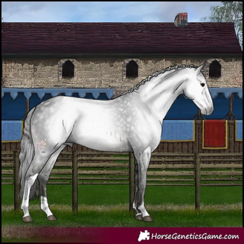 Horse Color:Gray Black Sabino Tobiano 