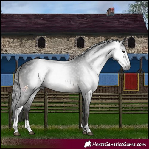 Horse Color:Gray Black Sabino Tobiano 
