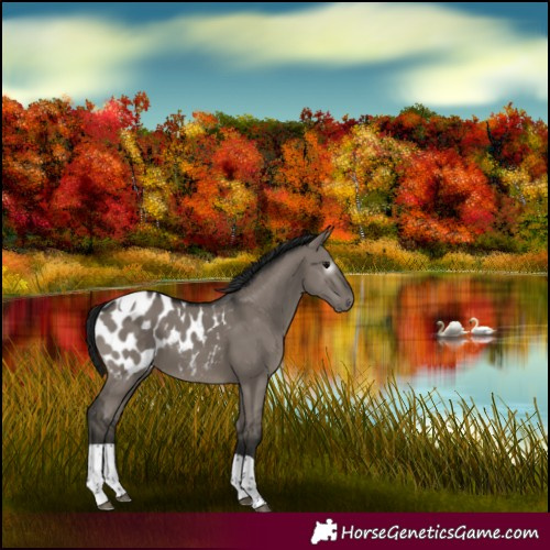 Horse Color:Gray Grullo Tobiano Appaloosa 