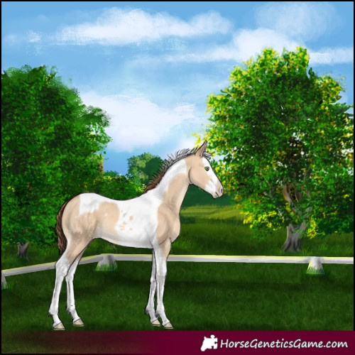 Horse Color:Amber Champagne Dun Splash Tobiano Varnish 