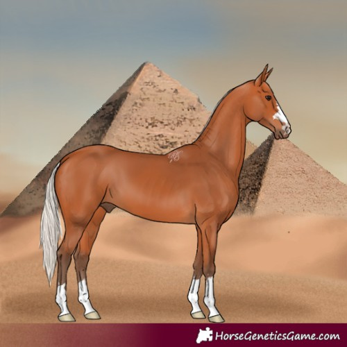 Horse Color:Silver Bay 