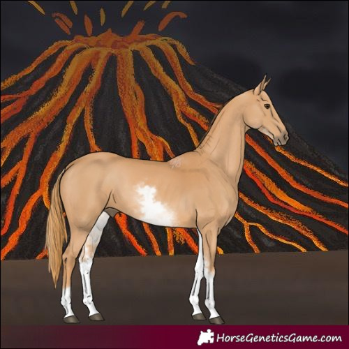 Horse Color:White Spotted Chestnut 