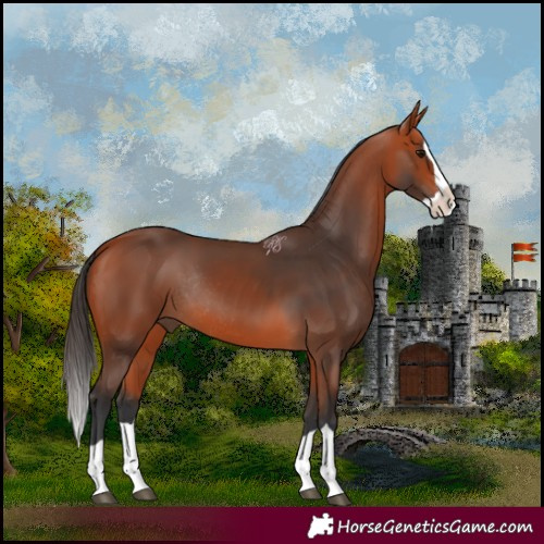 Horse Color:Bay Splash Rabicano 