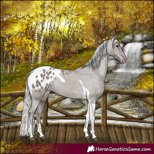 Horse Color:Silver Black Tobiano Appaloosa 