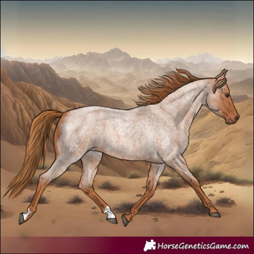 Horse Color:Red Roan 