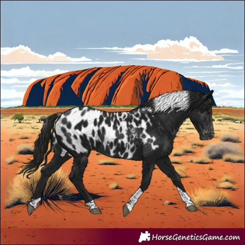 Horse Color:Gray Black Tobiano Appaloosa 