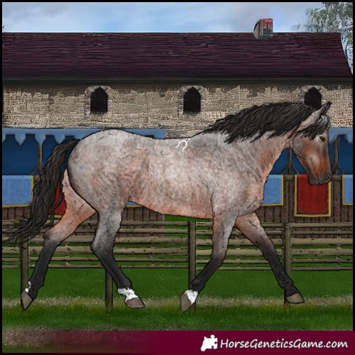Horse Color:Gray Bay Roan 