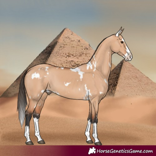 Horse Color:White Spotted Bay Dun Splash 