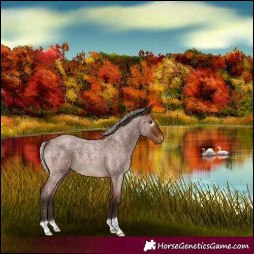 Horse Color:Gray Silver Bay Roan 