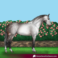 Horse Color:Gray Bay Tobiano
