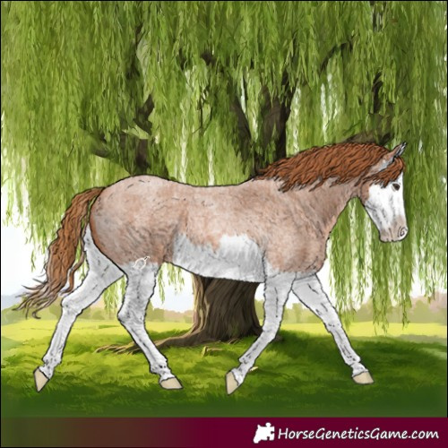 Horse Color:Red Roan Splash 