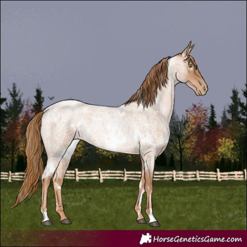 Horse Color:White Spotted Red Roan Pearl