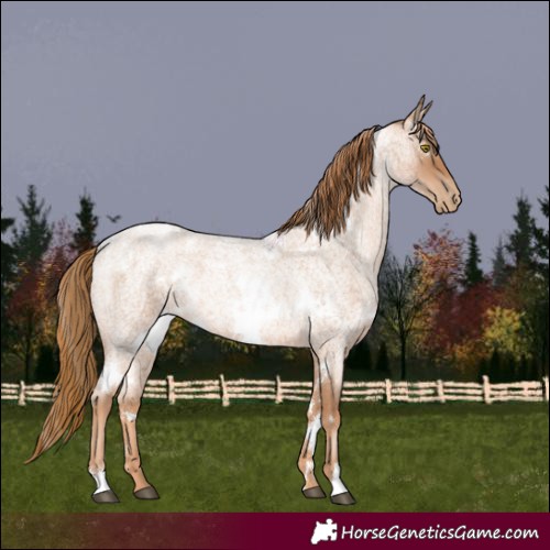 Horse Color:White Spotted Red Roan Pearl 