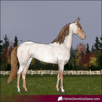 Horse Color:White Spotted Red Roan Pearl