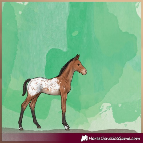Horse Color:Bay Tobiano Appaloosa 